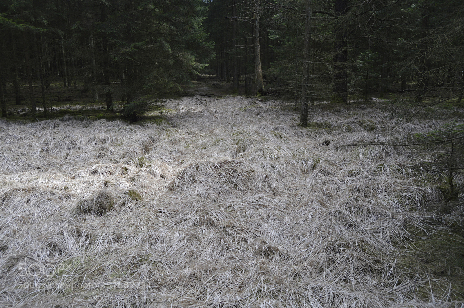 Nikon D3200 sample photo. Skøn natur photography