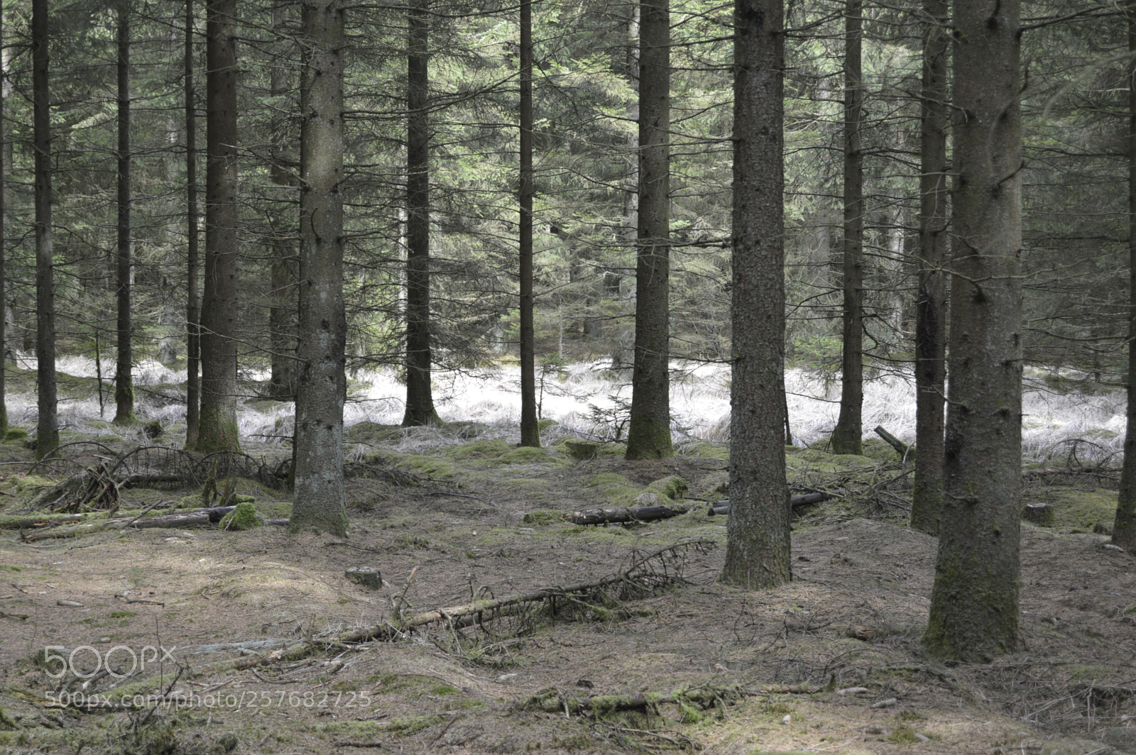 Nikon D3200 sample photo. Skøn natur photography