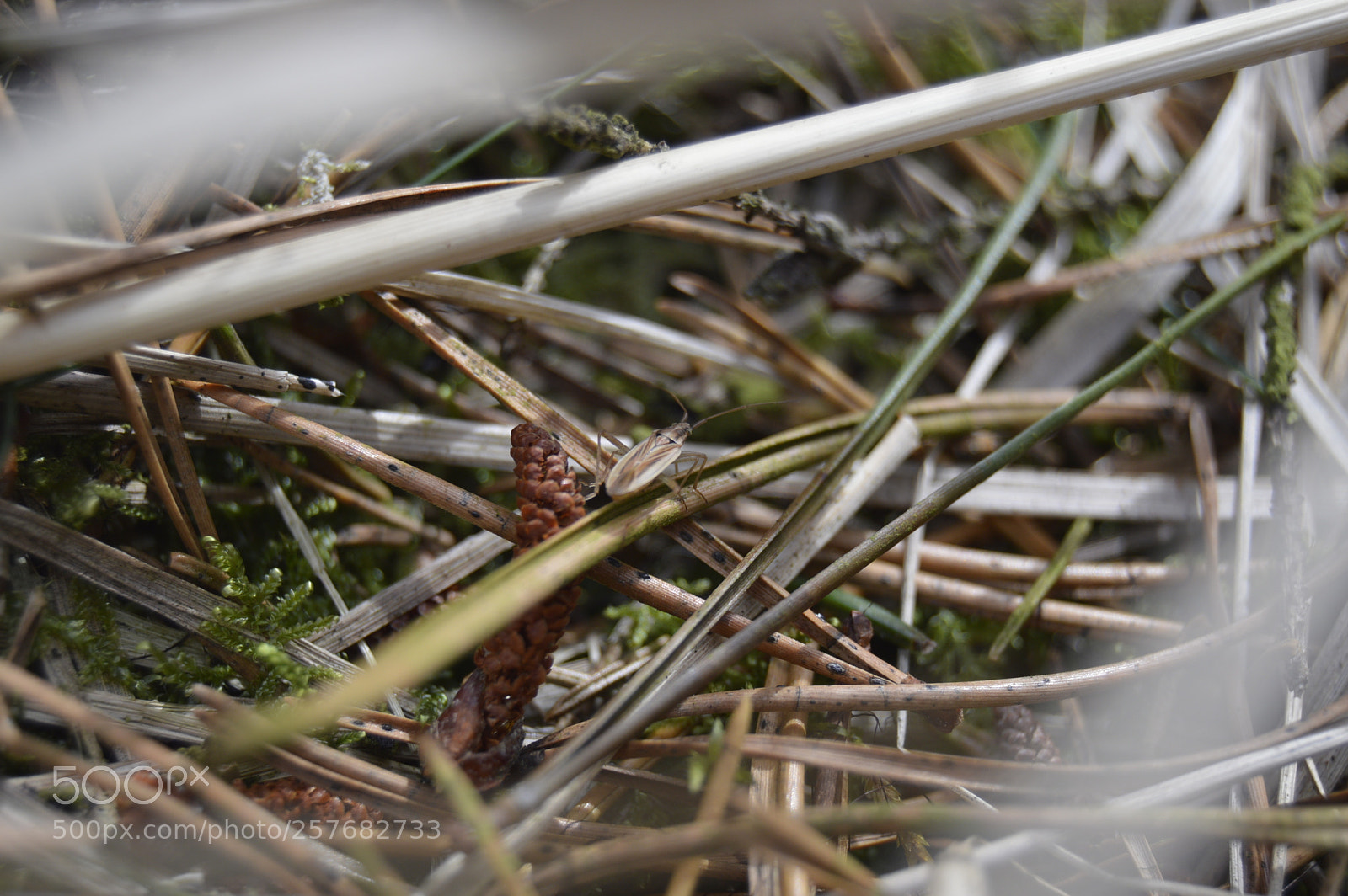 Nikon D3200 sample photo. Skøn natur photography