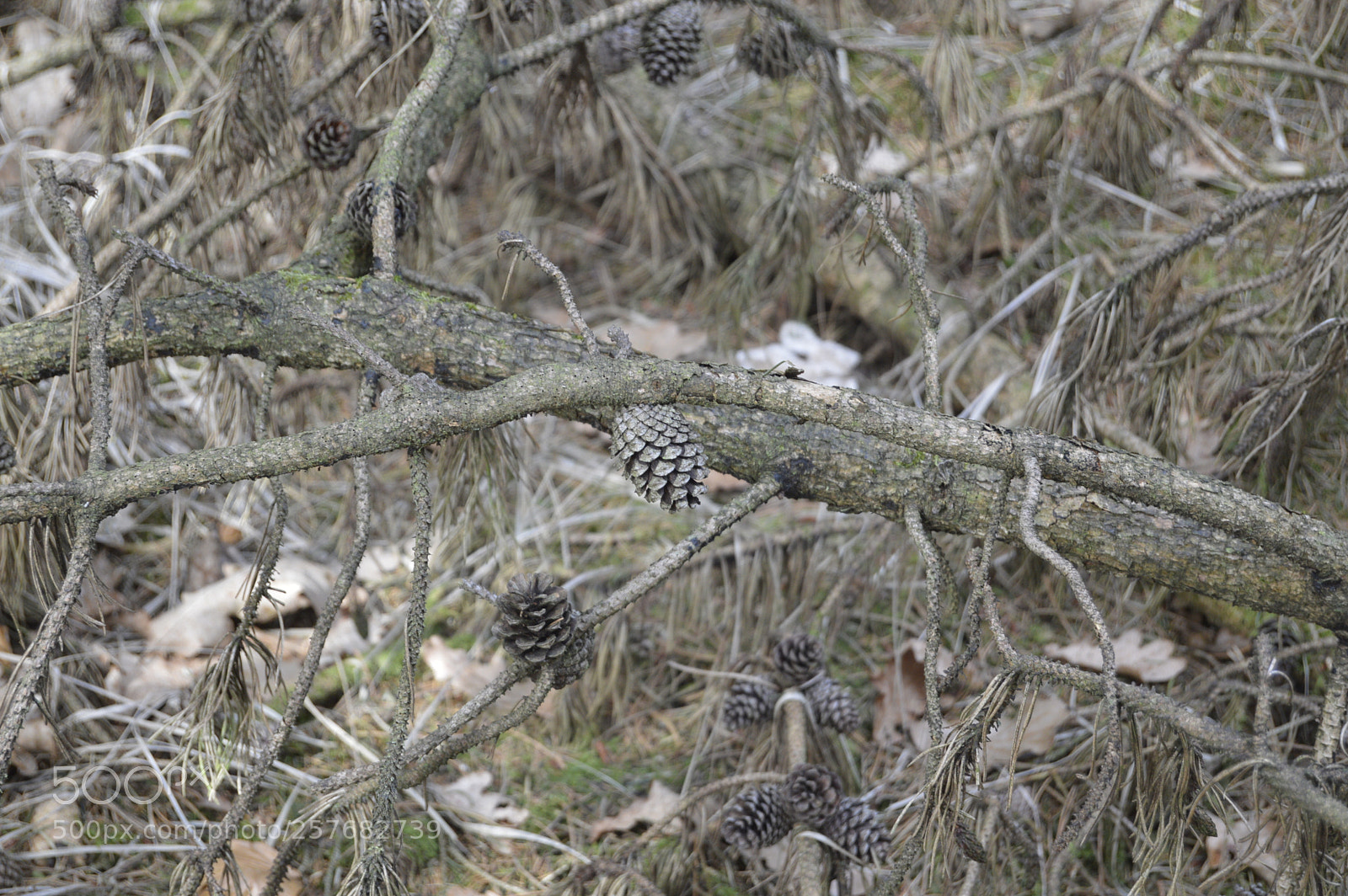 Nikon D3200 sample photo. Skøn natur photography