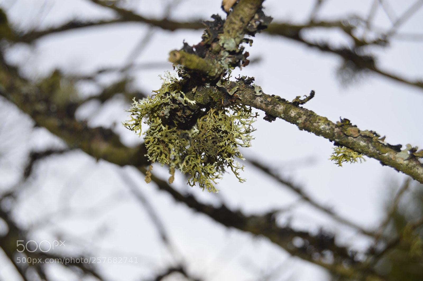 Nikon D3200 sample photo. Skøn natur photography