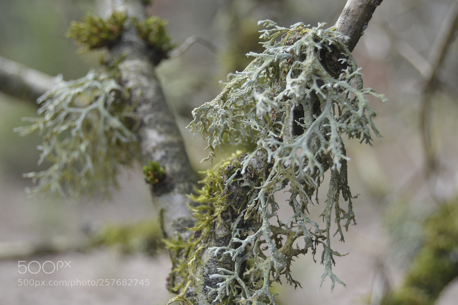 Nikon D3200 sample photo. Skøn natur photography