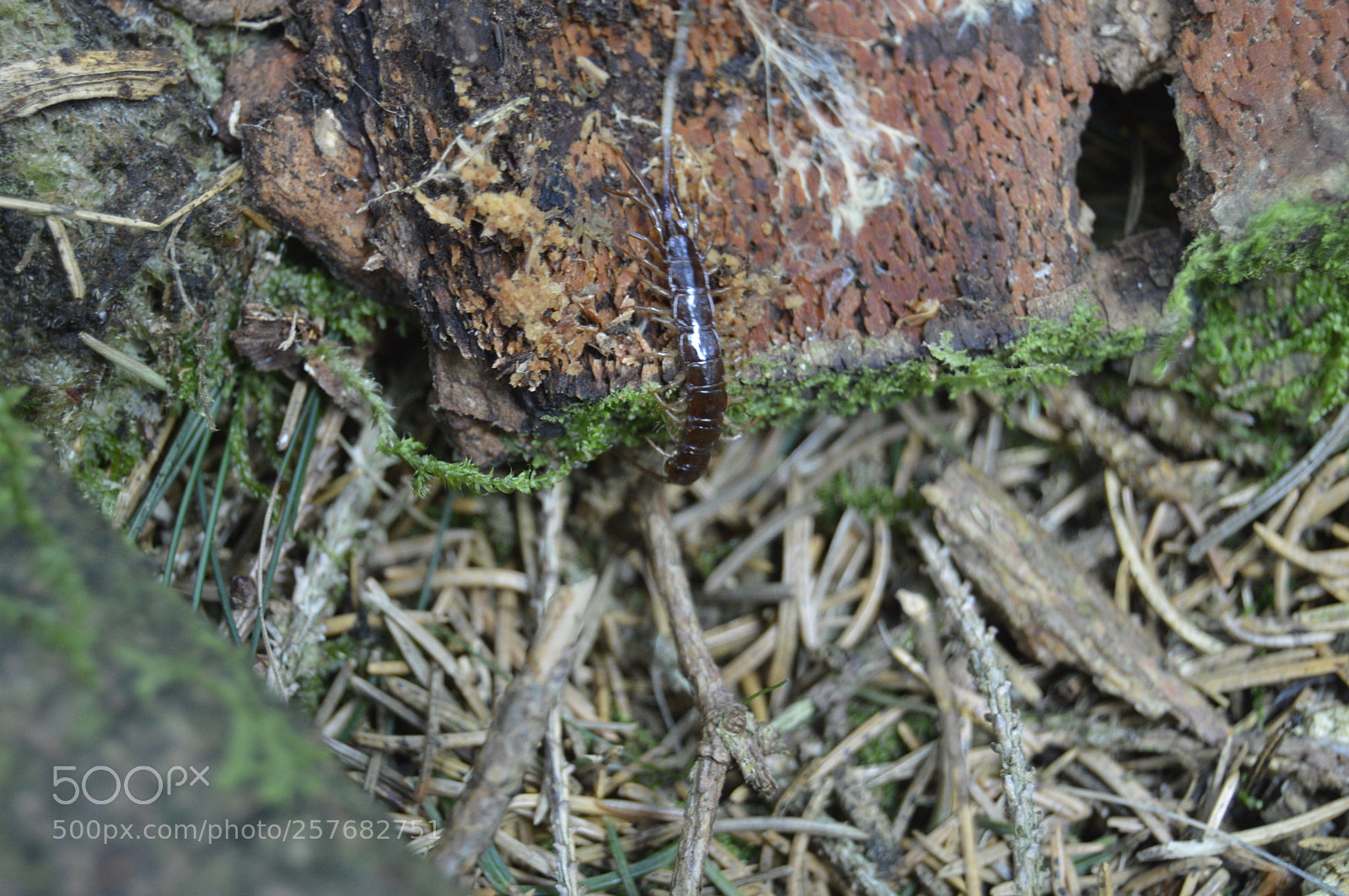 Nikon D3200 sample photo. Skøn natur photography