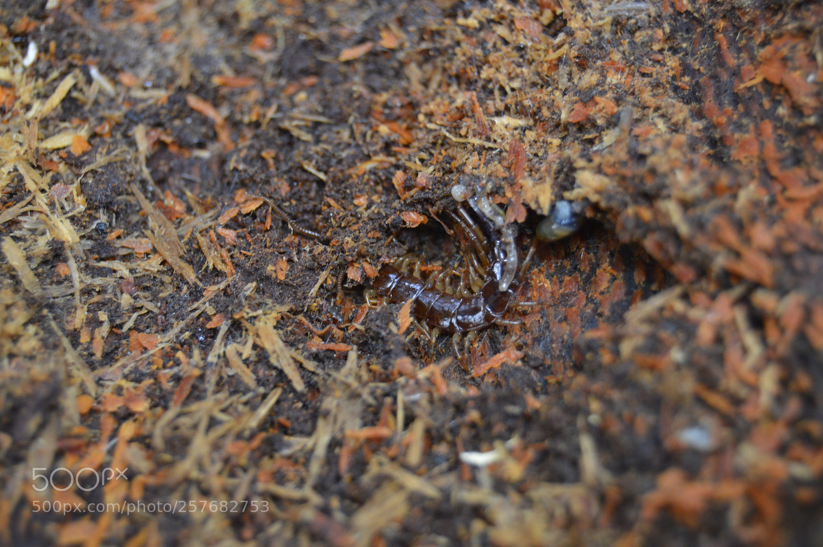 Nikon D3200 sample photo. Skøn natur photography