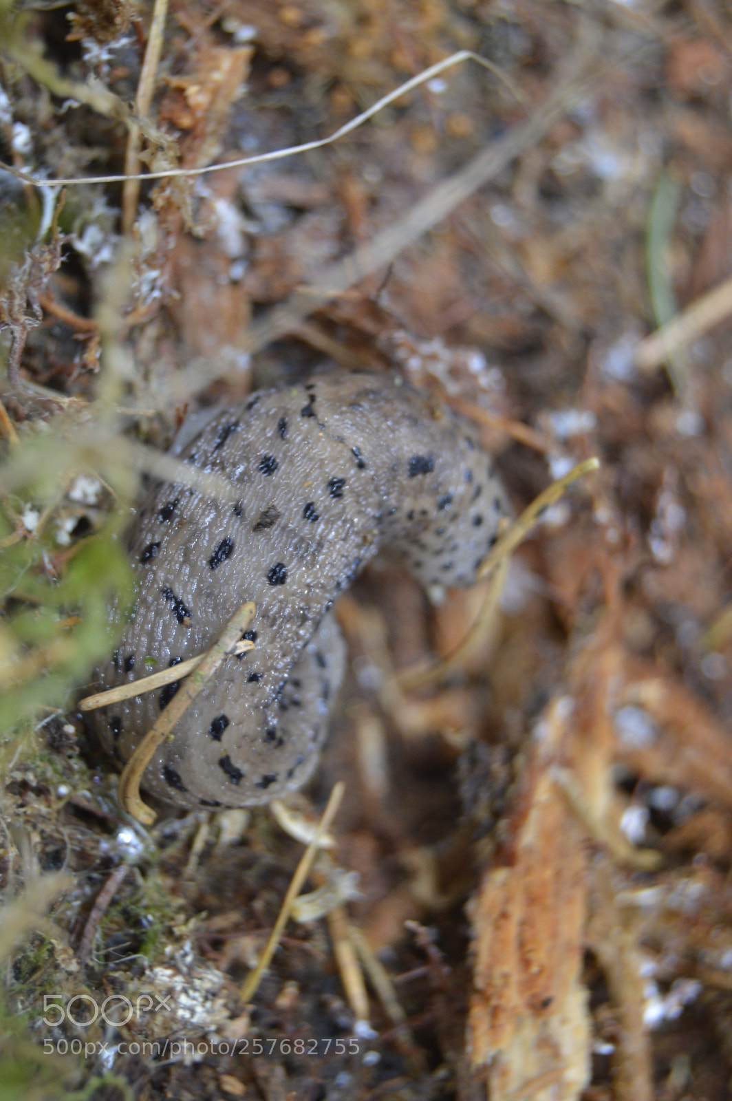 Nikon D3200 sample photo. Skøn natur photography