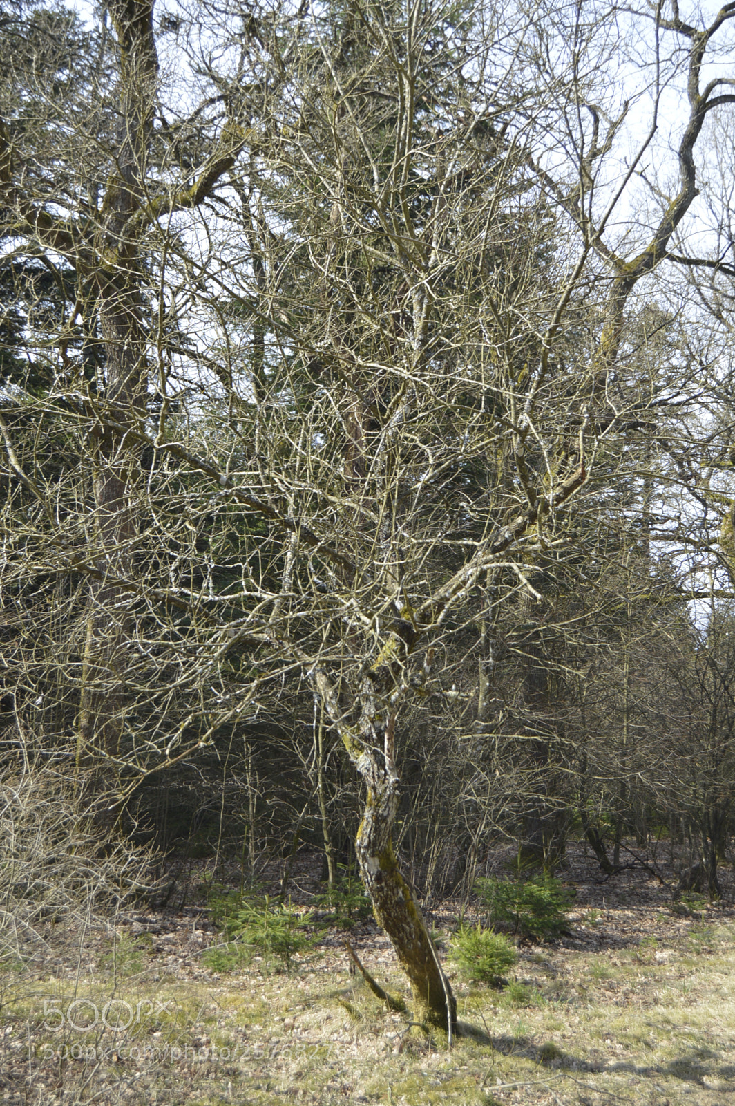 Nikon D3200 sample photo. Skøn natur photography