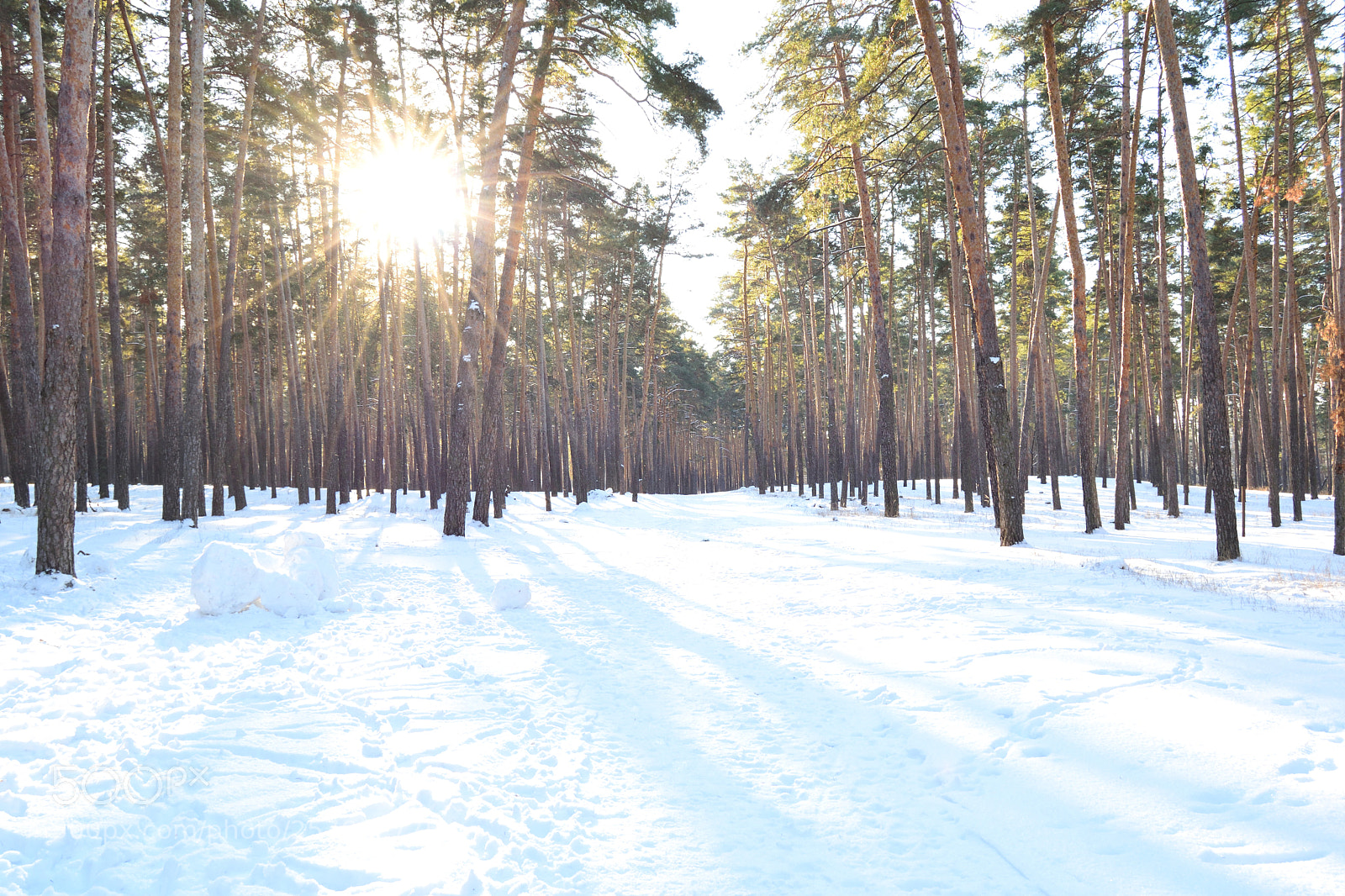 Nikon D3300 sample photo. Rays in the forest photography