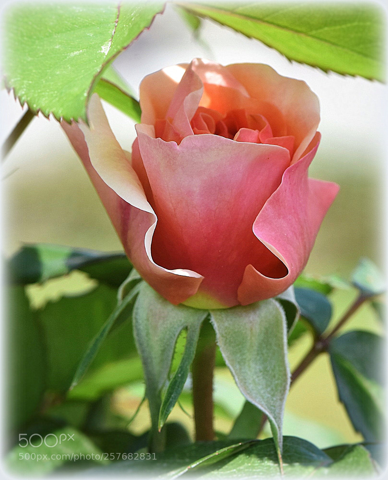 Nikon D810 sample photo. "rose" photography