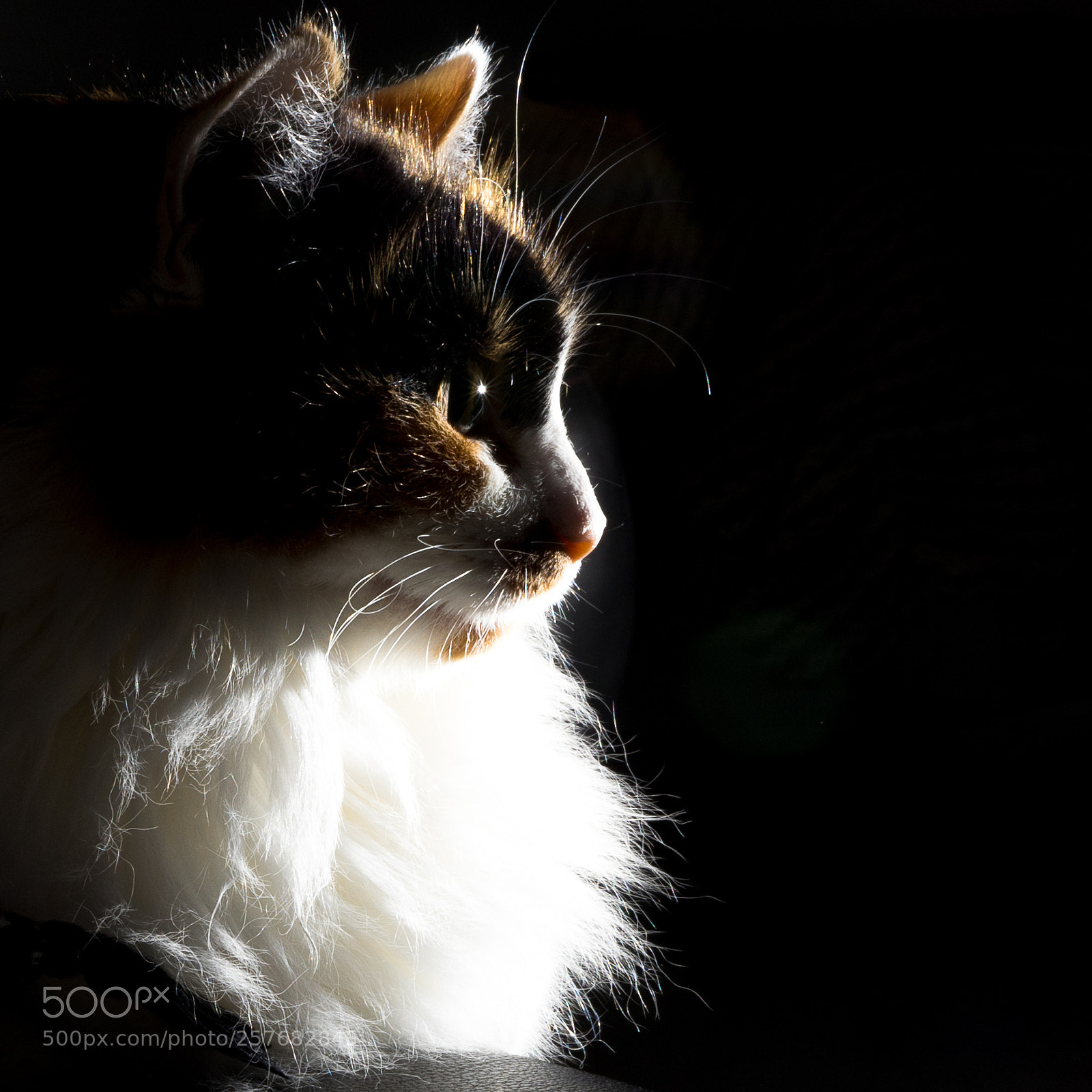 Sony a7 II sample photo. My cat photography