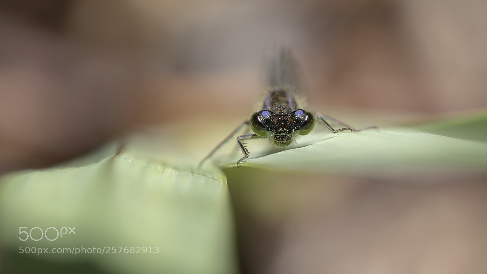 Canon EOS 7D Mark II sample photo. Agrion photography