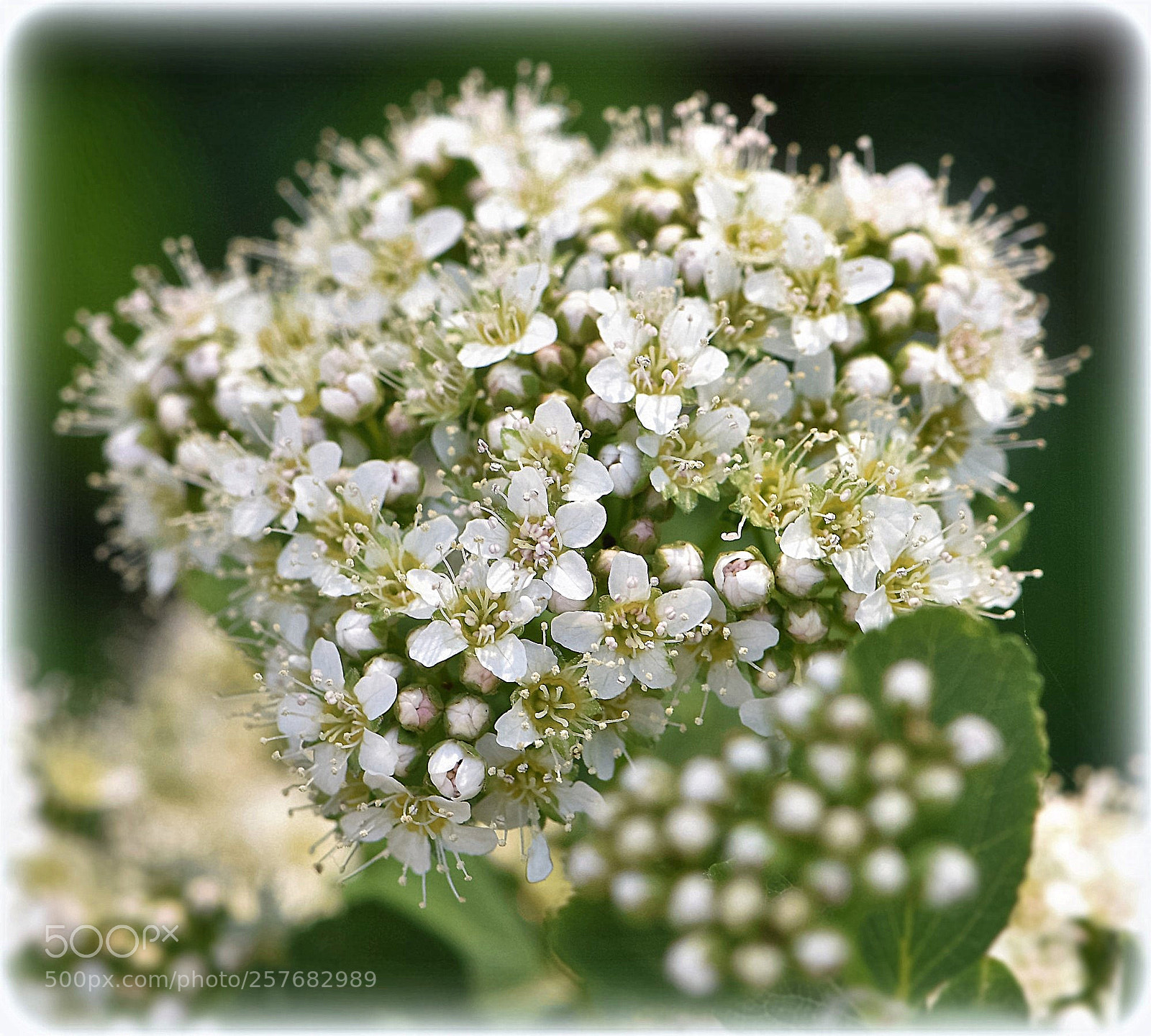 Nikon D810 sample photo. "buquet,;" photography