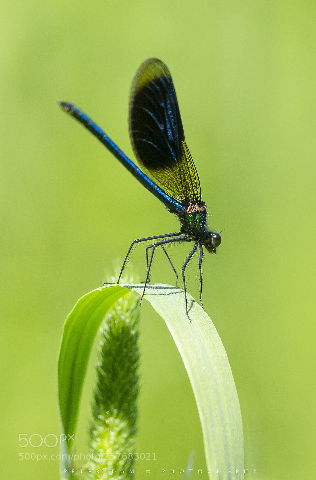 Canon EOS 6D sample photo. The banded demoiselle photography