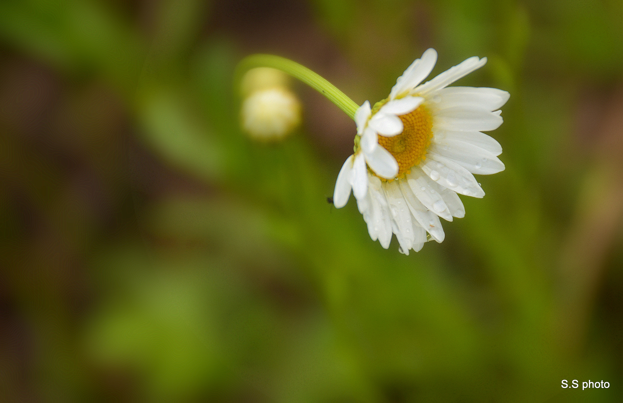 Nikon D7100 sample photo