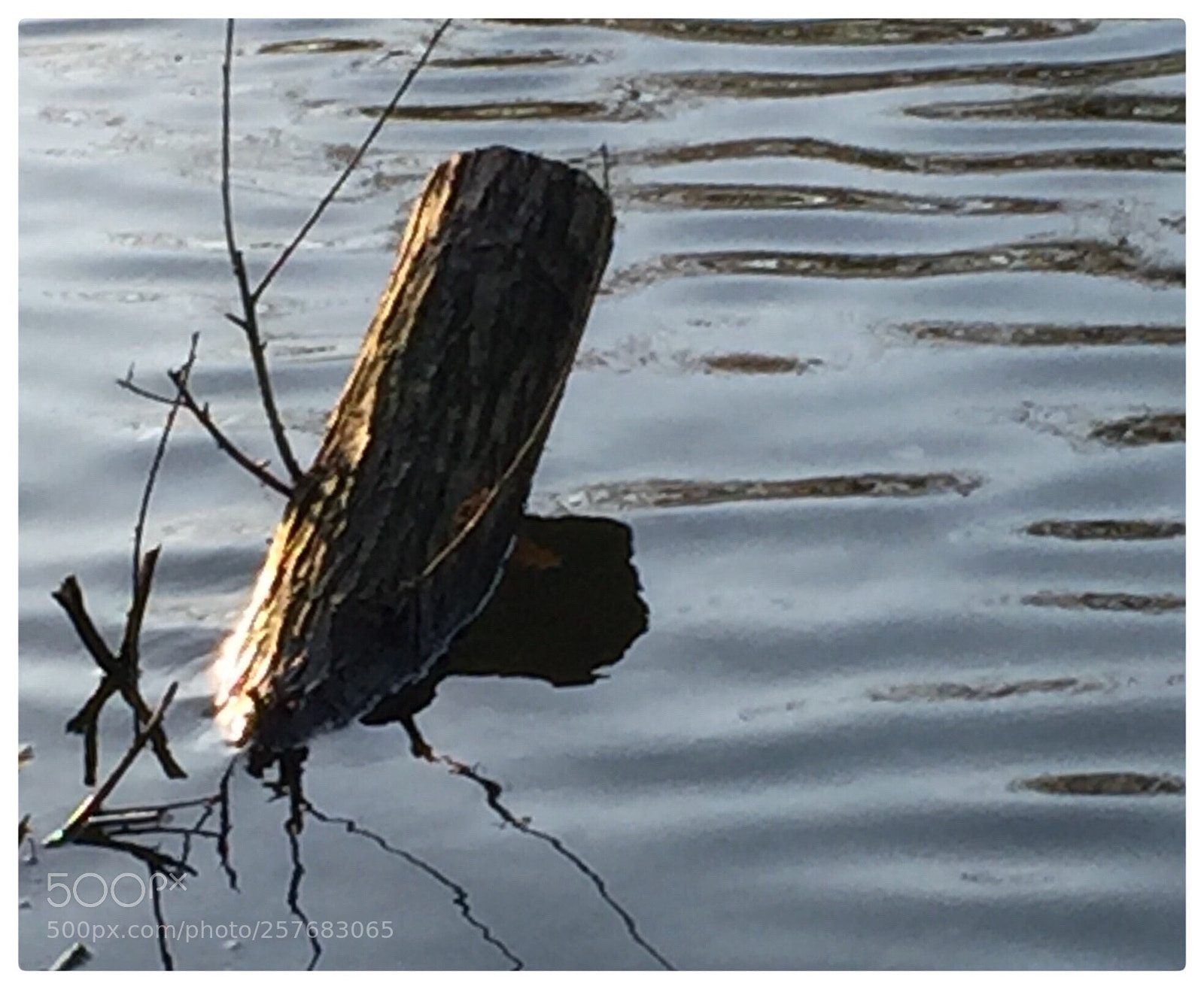 Apple iPhone 6 sample photo. Moat pond photography