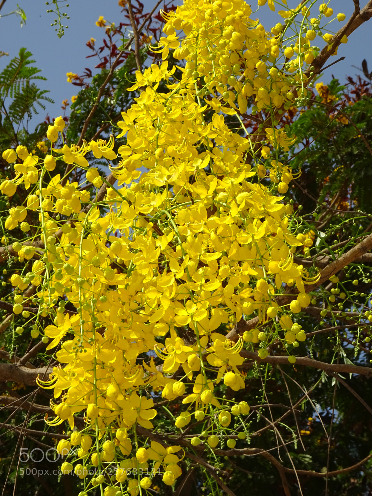 Sony DSC-HX60V sample photo. Yellow flowers photography