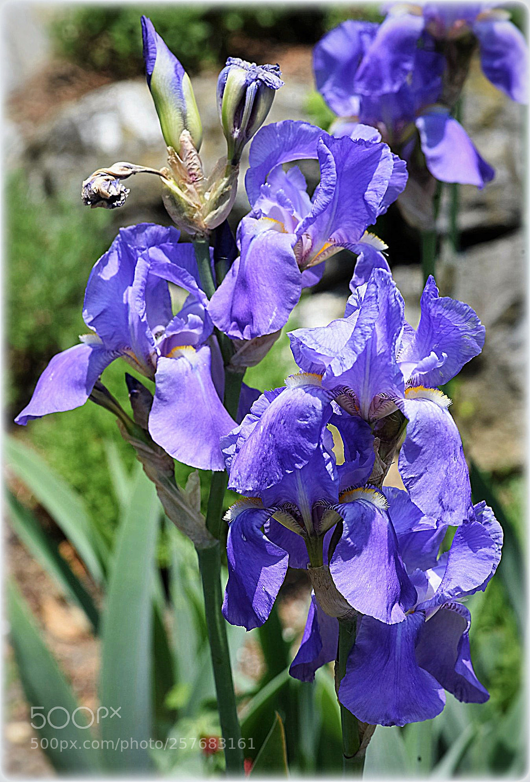 Nikon D810 sample photo. "irises" photography