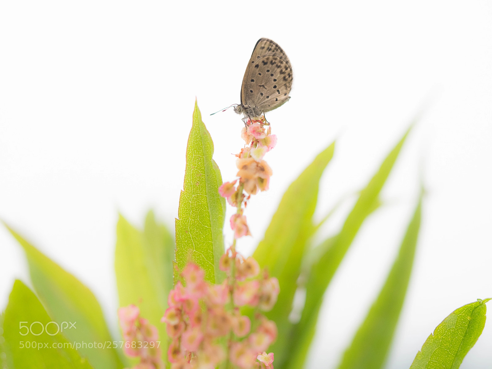 Olympus OM-D E-M1 Mark II sample photo. Butterfly photography