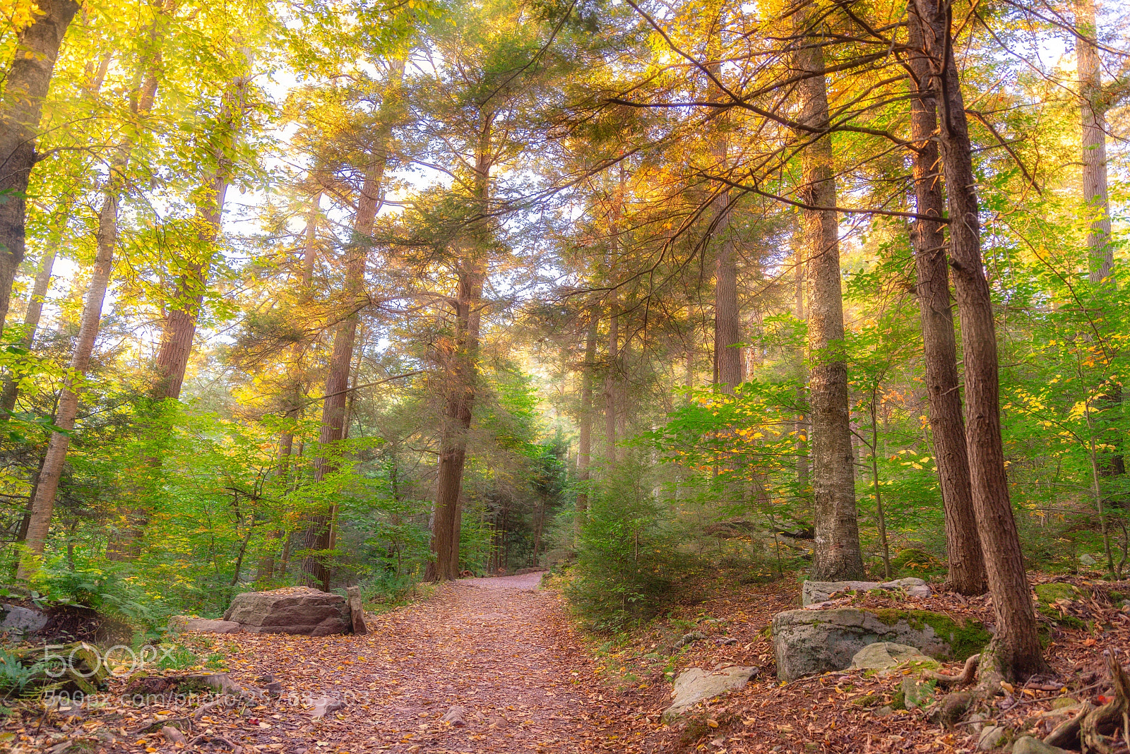 Nikon D810 sample photo. Early fall photography