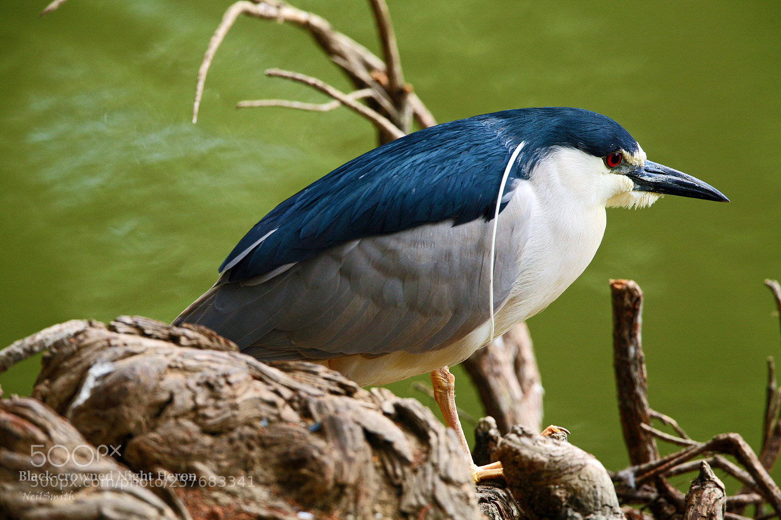 Canon EOS 5D sample photo. Black-crowned night heron photography