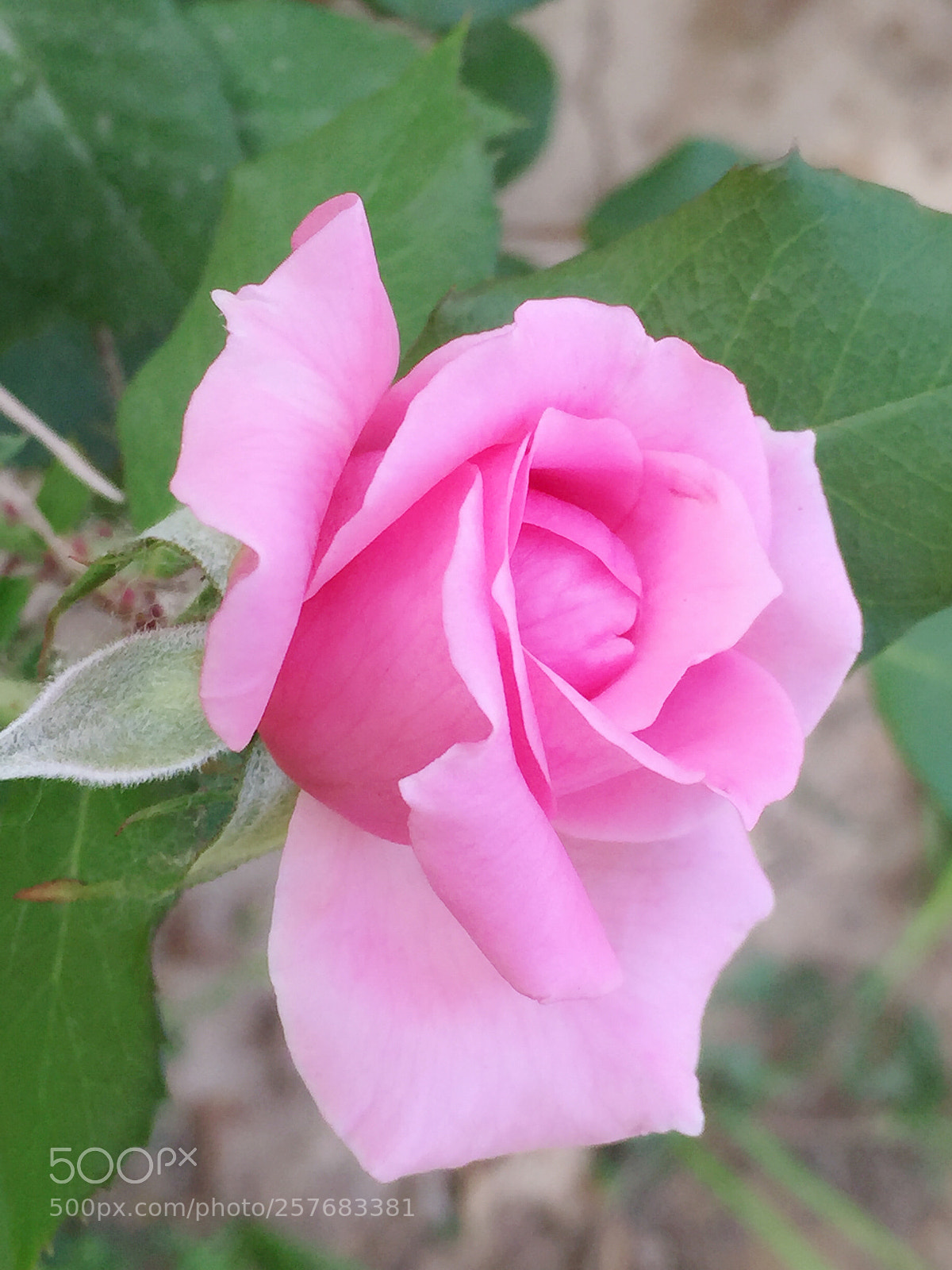 Apple iPhone 6 Plus sample photo. Untitled photography