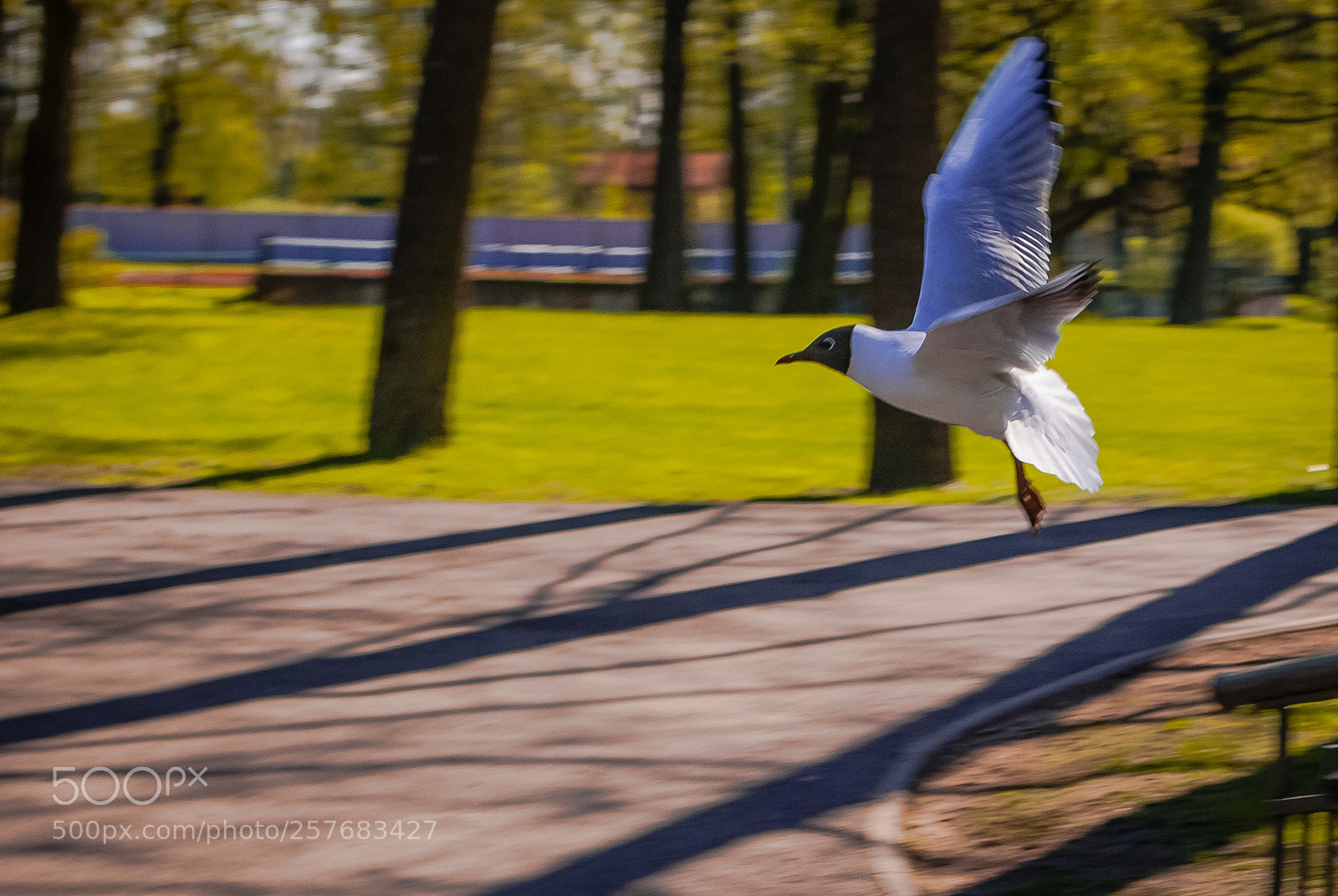 Nikon D60 sample photo. высший пилотаж. photography