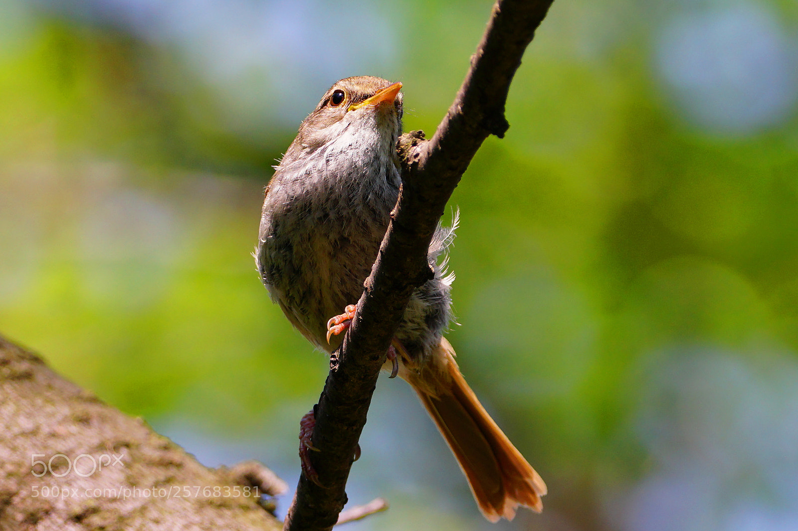 Sony a6300 sample photo. A bird without a photography