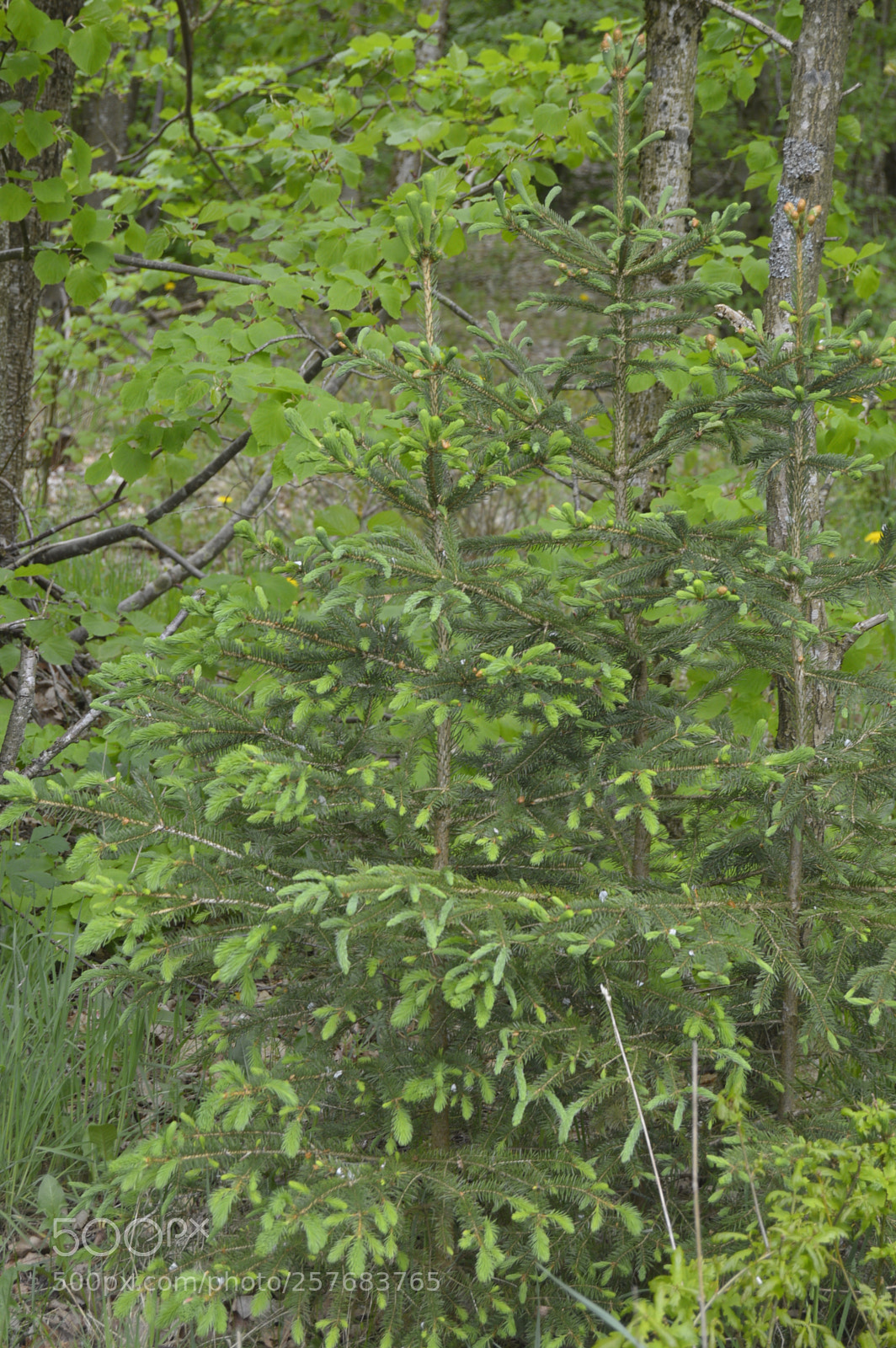 Nikon D3200 sample photo. Skøn natur photography