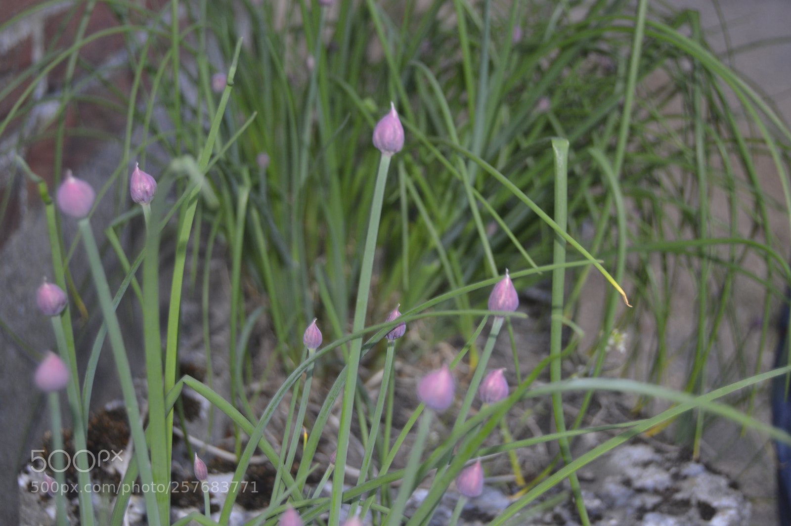 Nikon D3200 sample photo. Skøn natur photography
