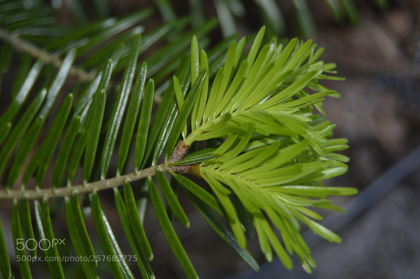 Nikon D3200 sample photo. Skøn natur photography