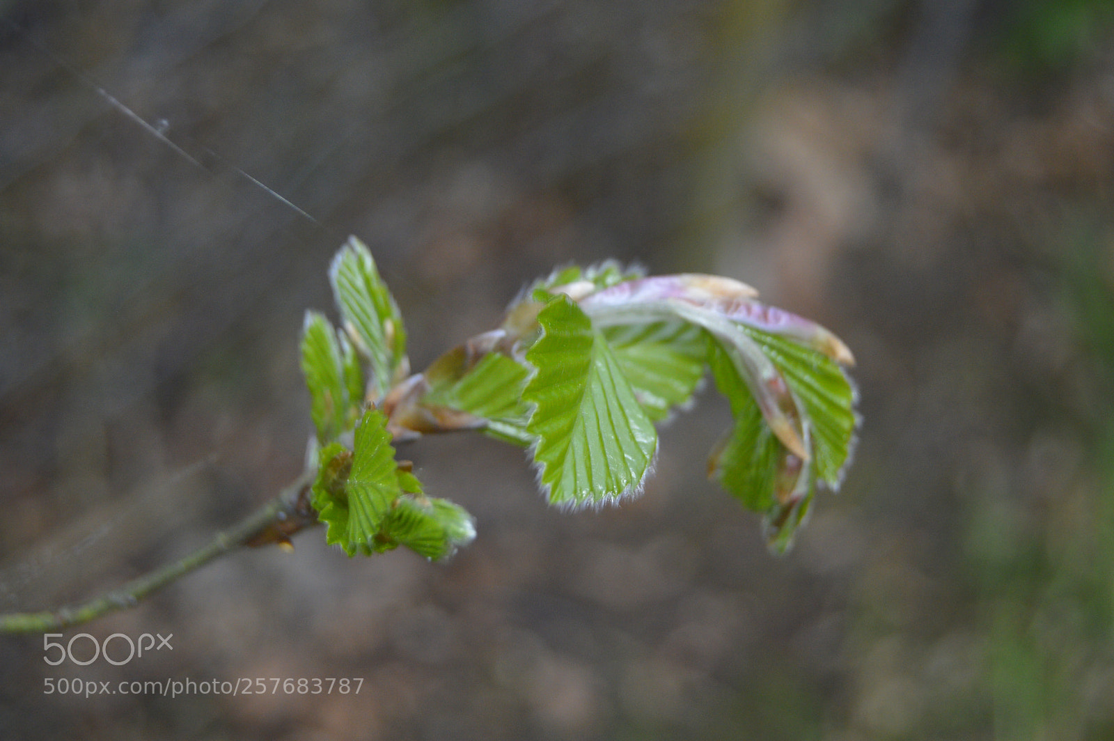 Nikon D3200 sample photo. Skøn natur photography