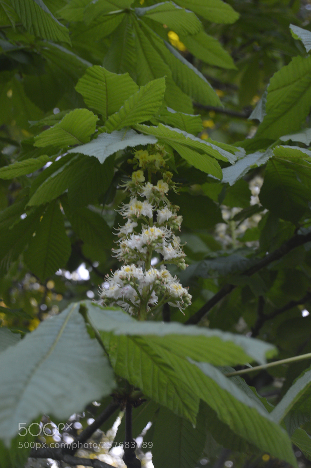 Nikon D3200 sample photo. Skøn natur photography