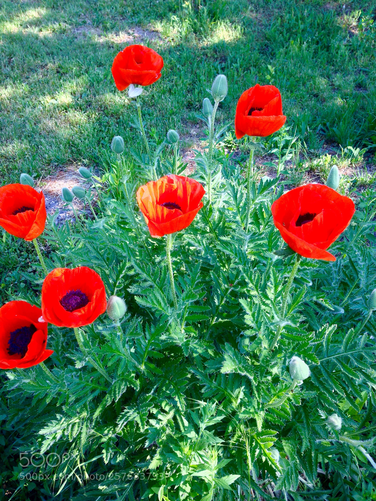 Apple iPhone 5 sample photo. Morning today. ? photography