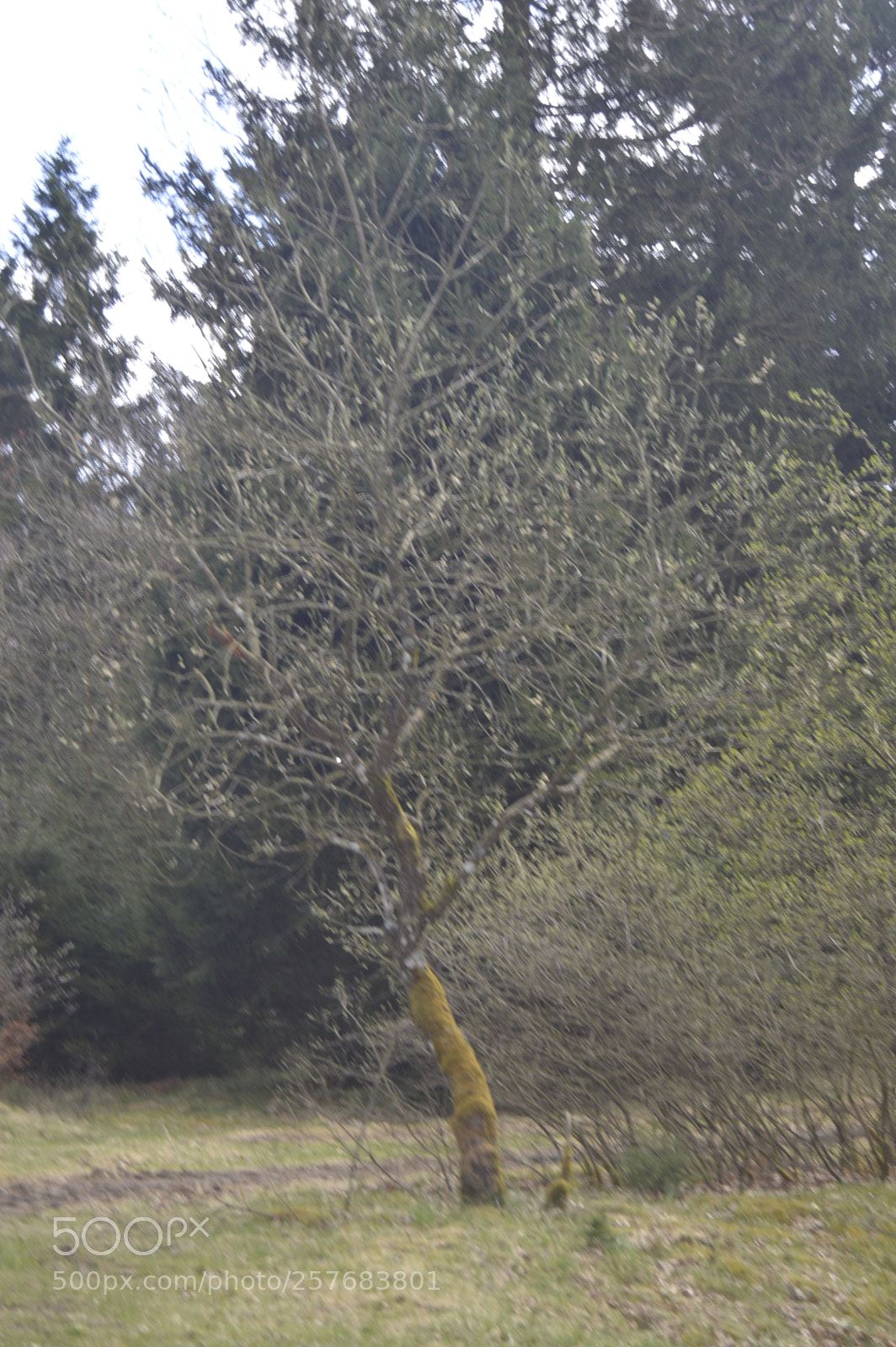 Nikon D3200 sample photo. Skøn natur photography