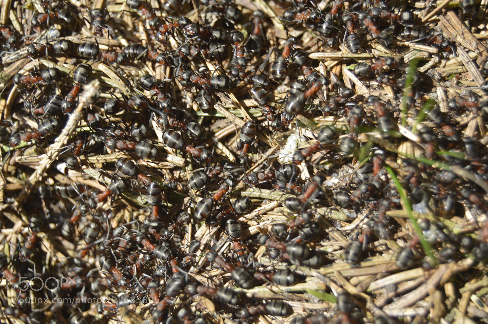 Nikon D3200 sample photo. Skøn natur photography