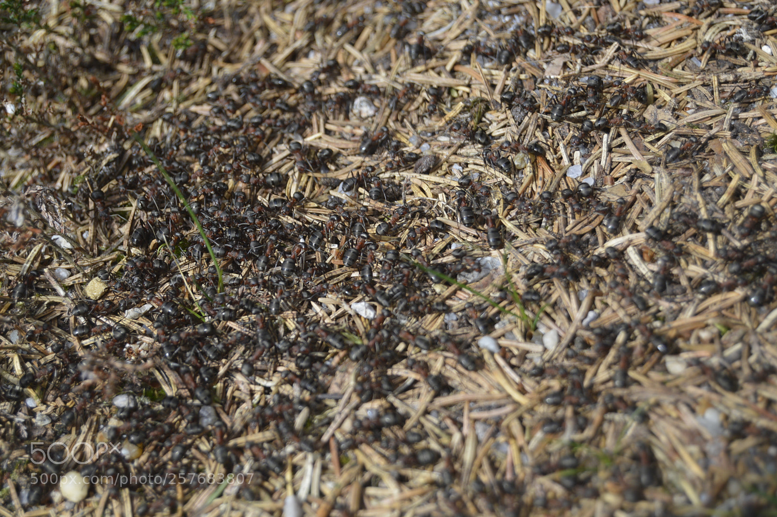 Nikon D3200 sample photo. Skøn natur photography