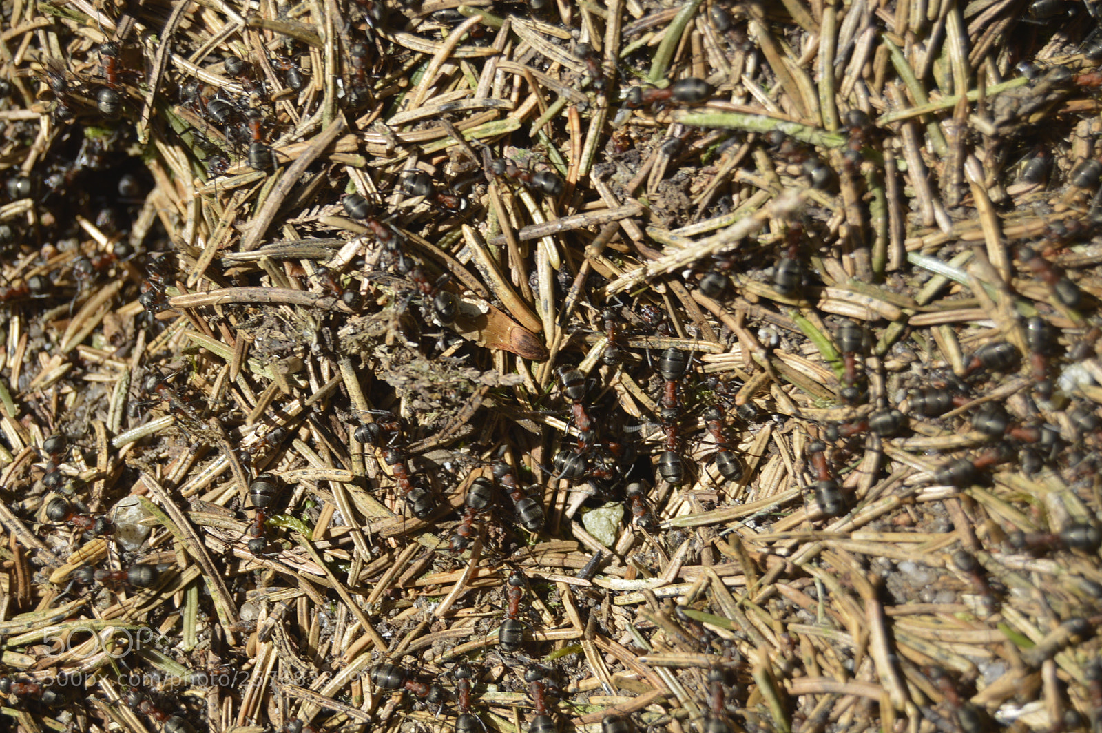 Nikon D3200 sample photo. Skøn natur photography