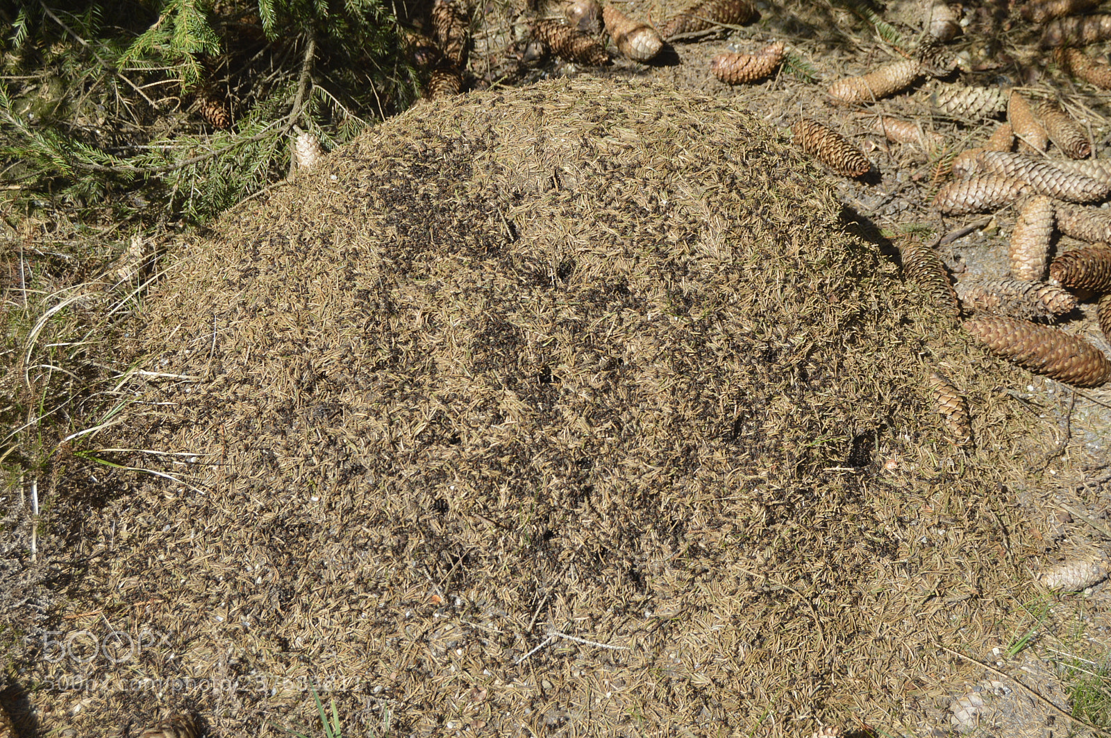 Nikon D3200 sample photo. Skøn natur photography