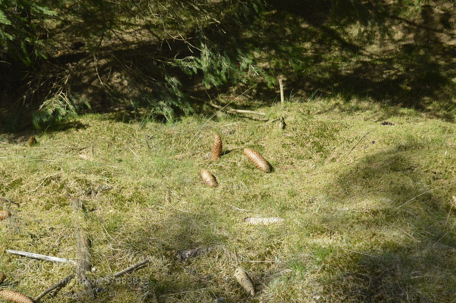 Nikon D3200 sample photo. Skøn natur photography