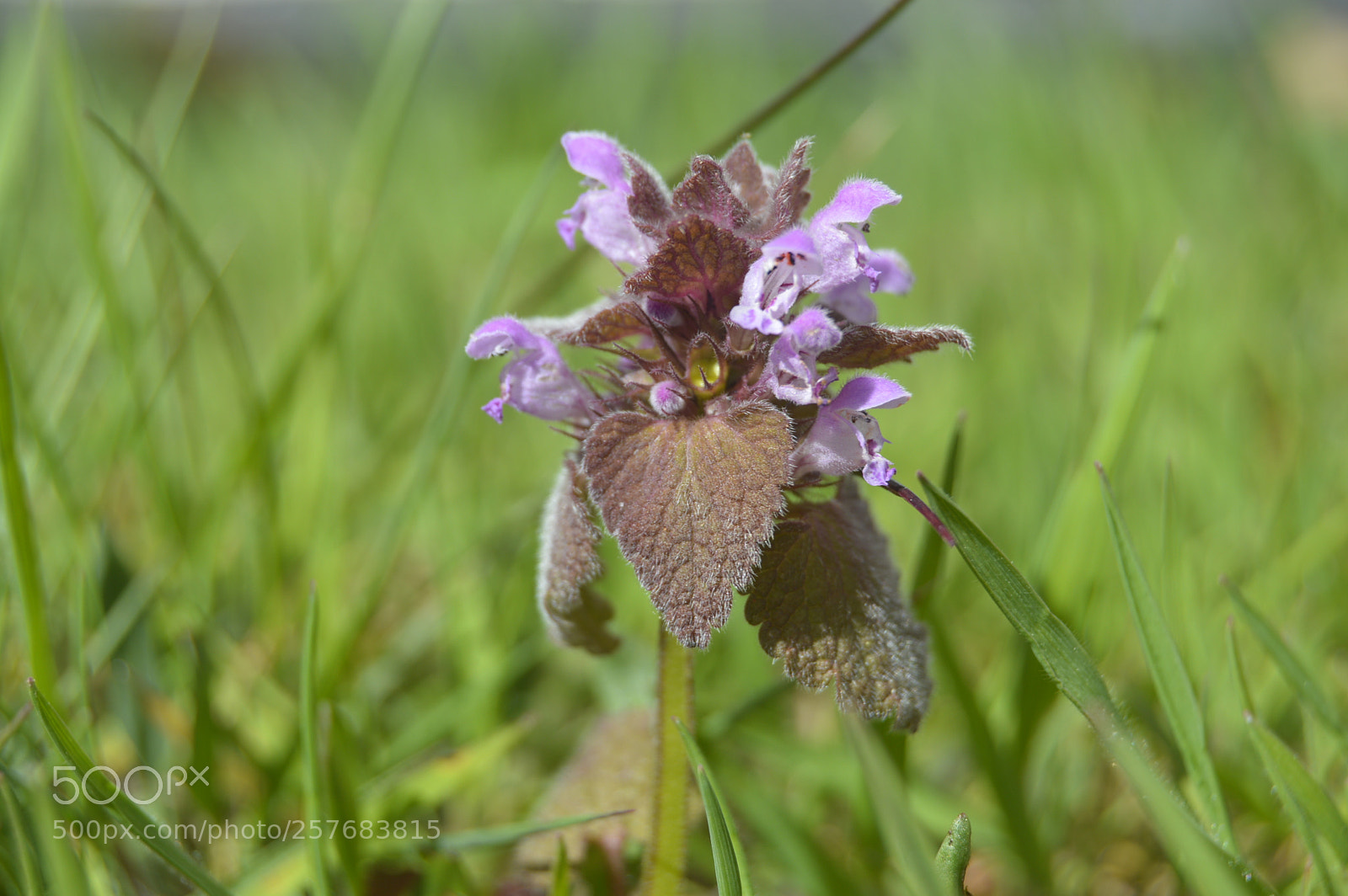 Nikon D3200 sample photo. Skøn natur photography