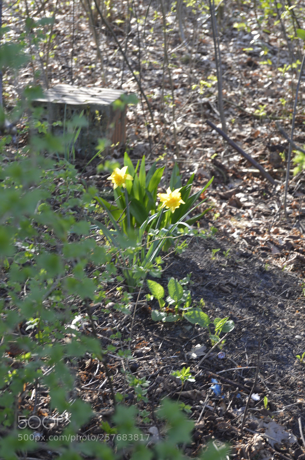 Nikon D3200 sample photo. Skøn natur photography