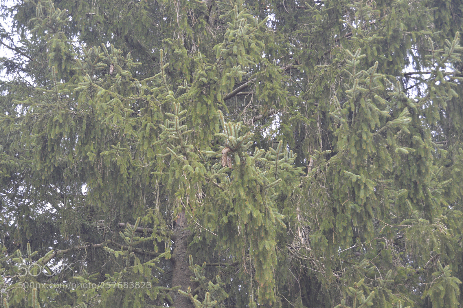 Nikon D3200 sample photo. Skøn natur photography