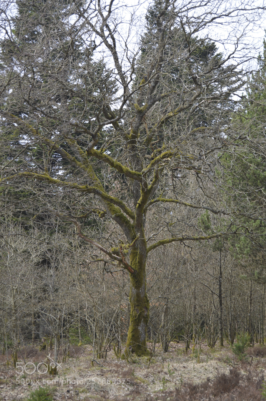 Nikon D3200 sample photo. Skøn natur photography