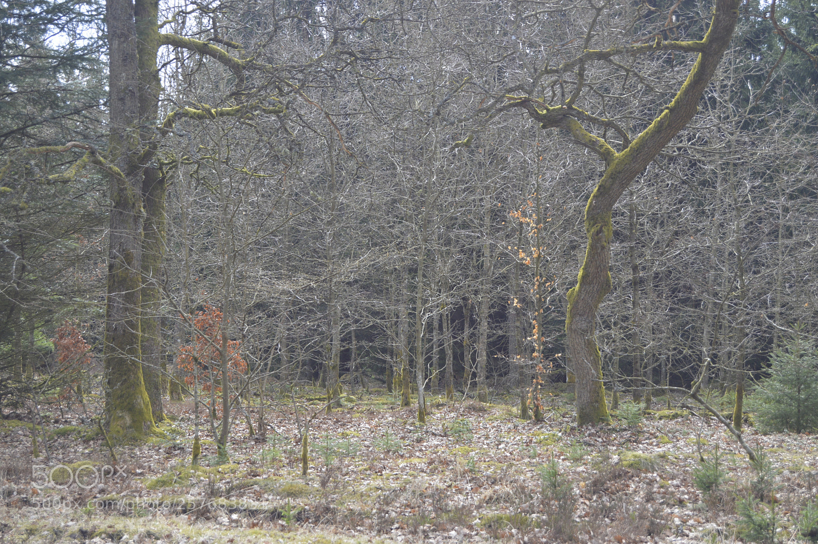 Nikon D3200 sample photo. Skøn natur photography