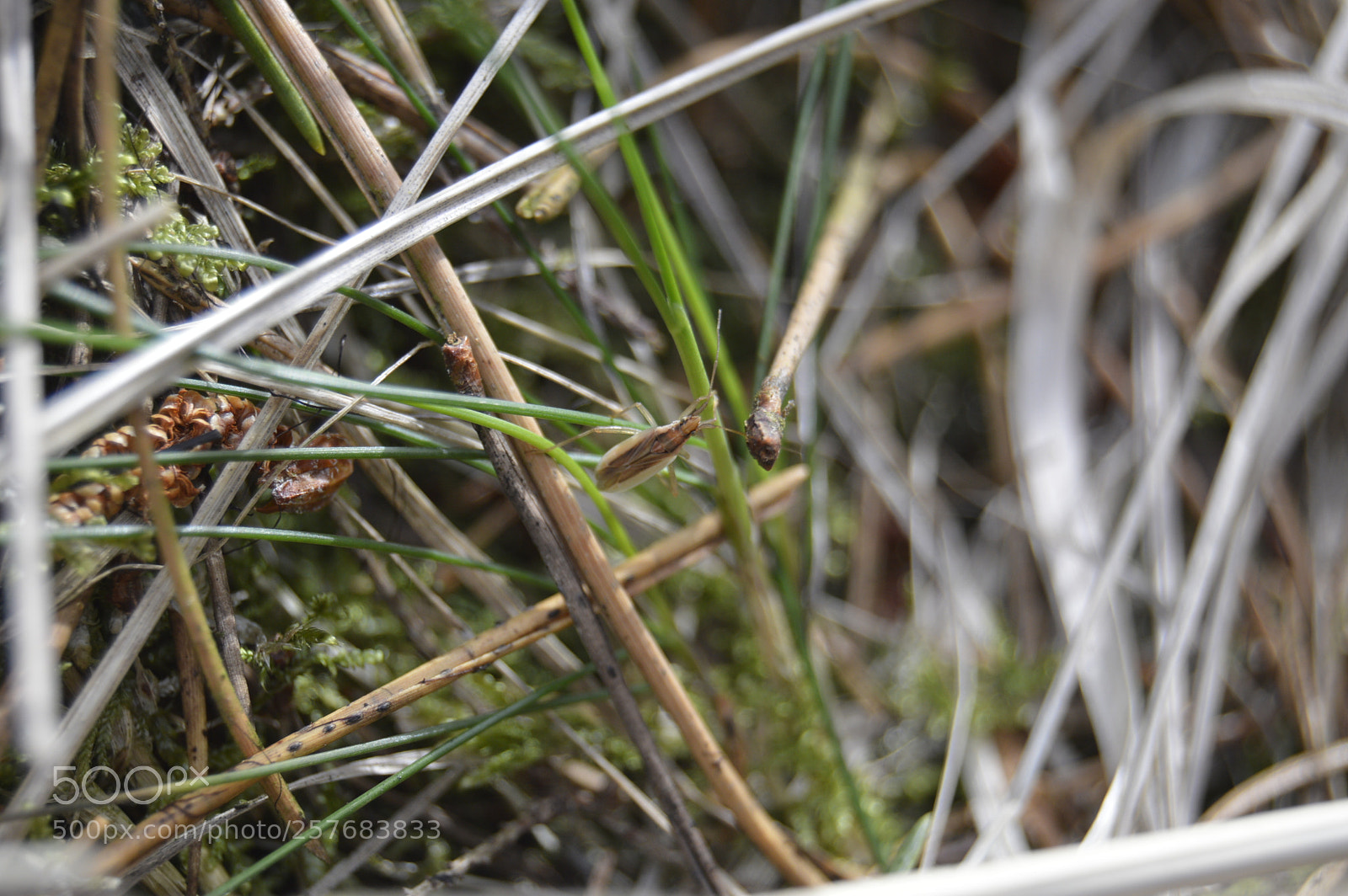 Nikon D3200 sample photo. Skøn natur photography