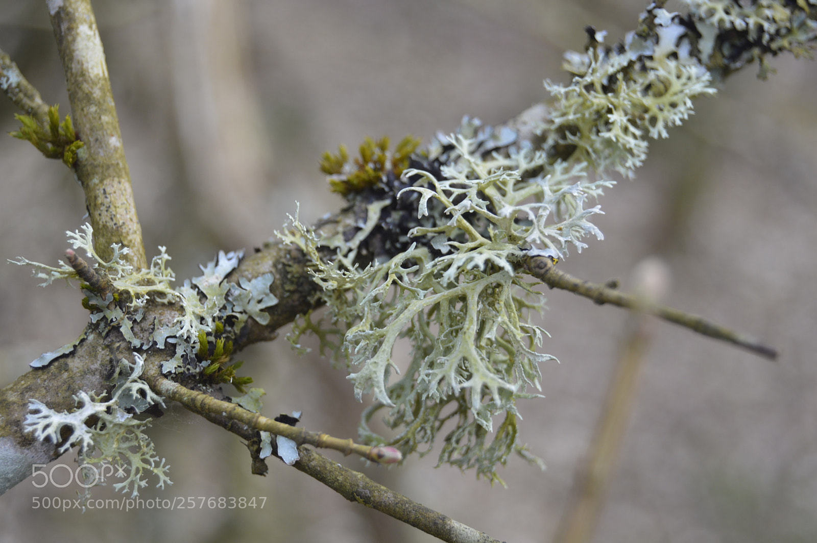 Nikon D3200 sample photo. Skøn natur photography