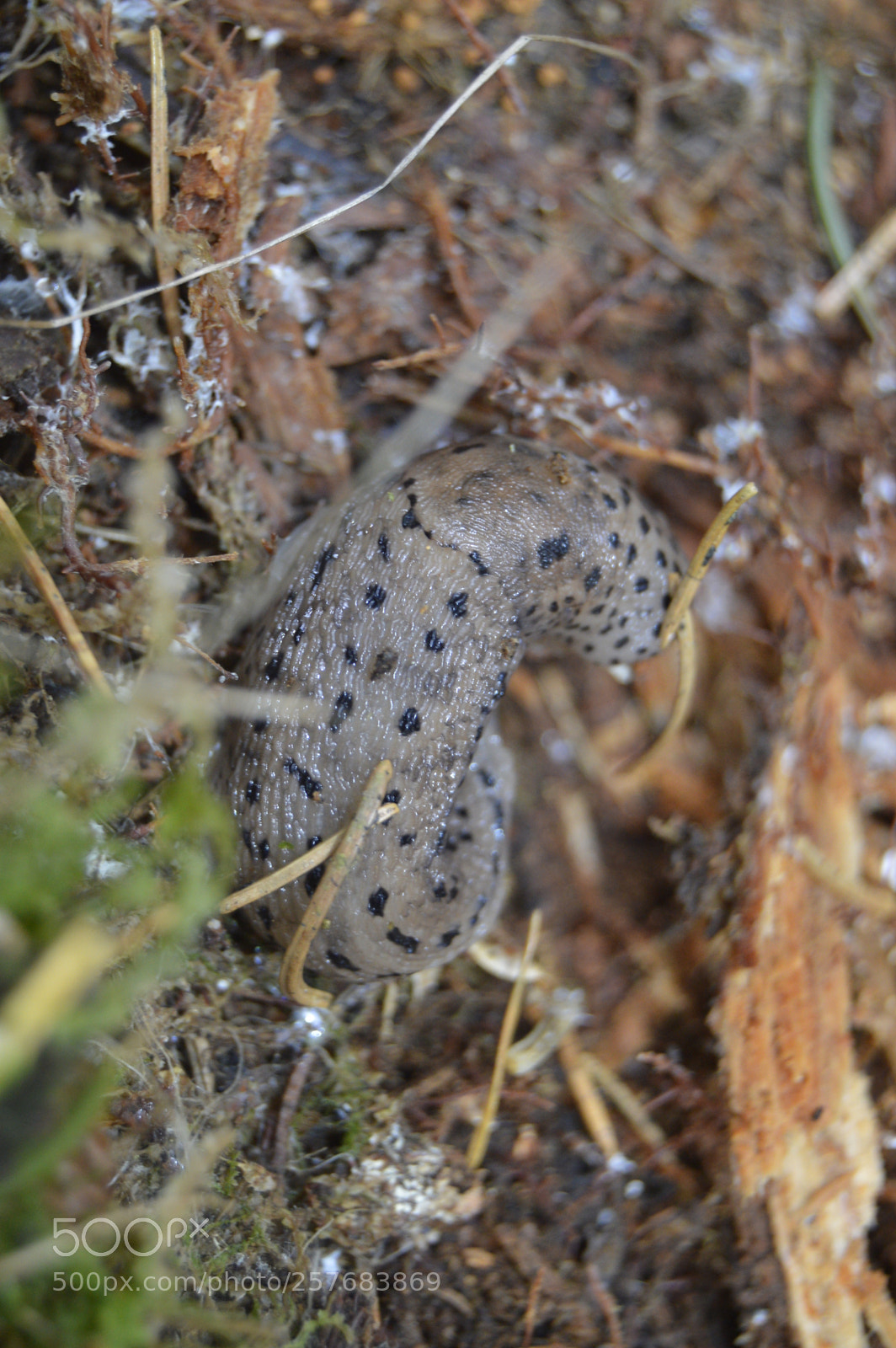 Nikon D3200 sample photo. Skøn natur photography