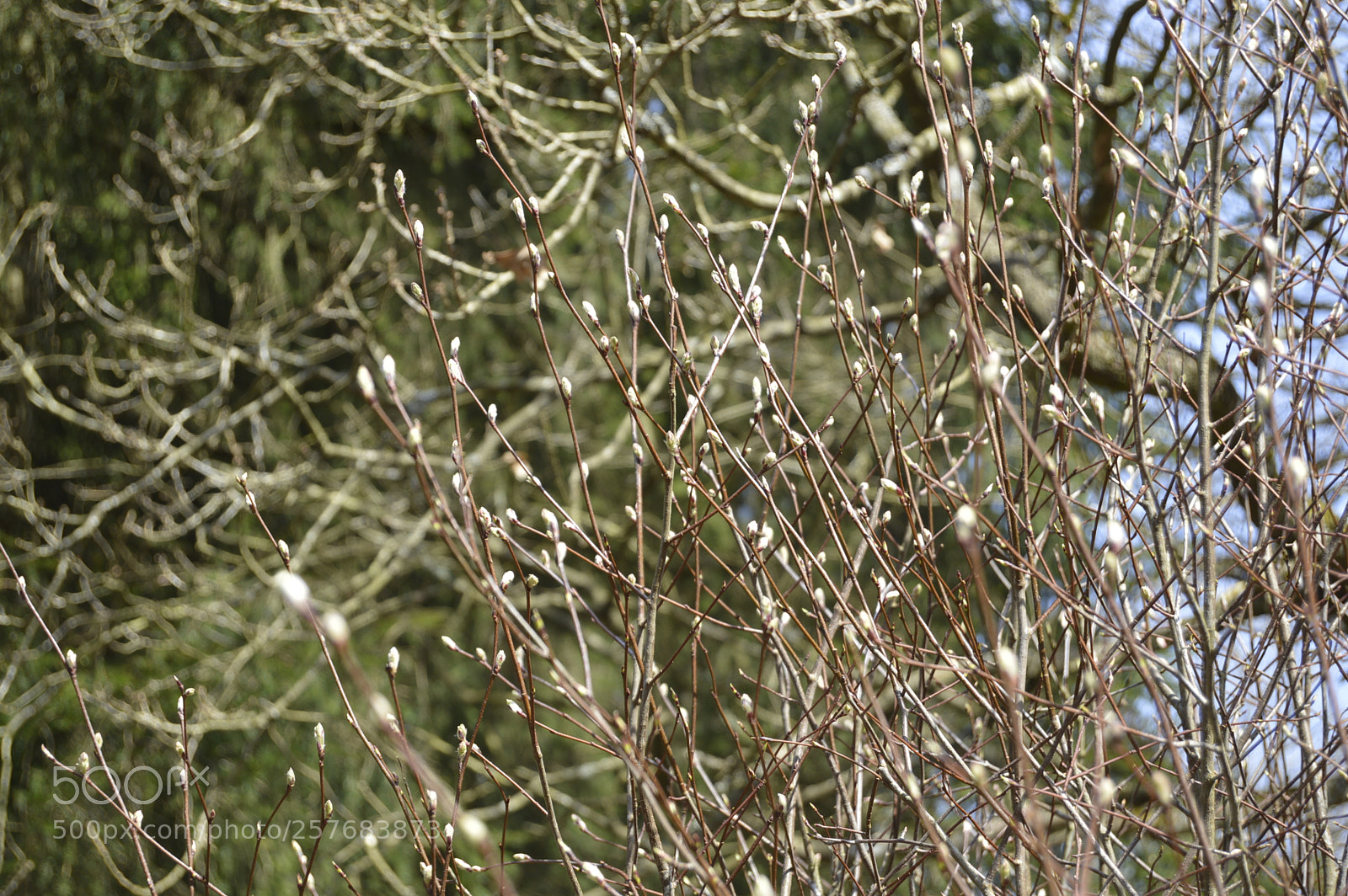 Nikon D3200 sample photo. Skøn natur photography