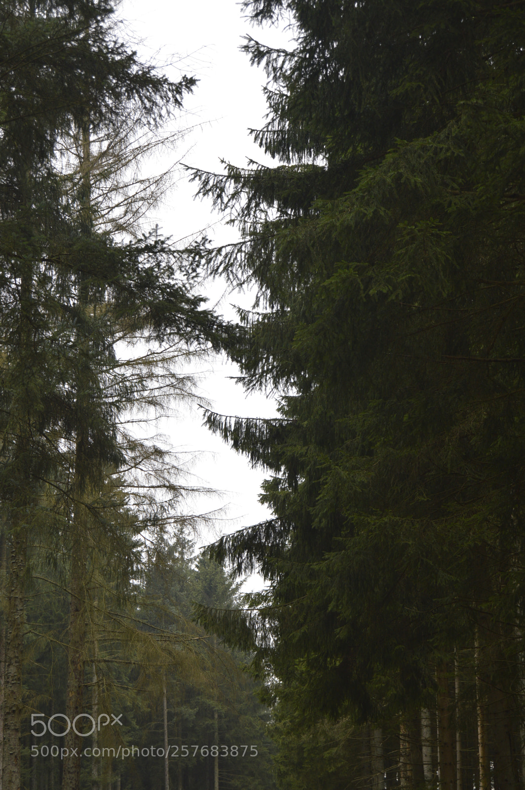 Nikon D3200 sample photo. Skøn natur photography