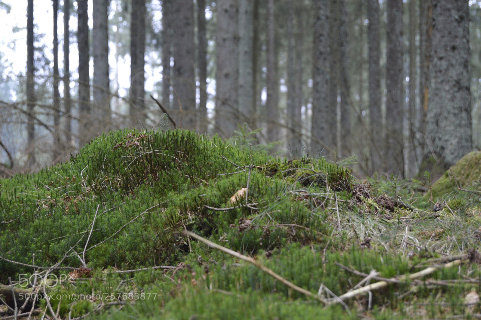 Nikon D3200 sample photo. Skøn natur photography