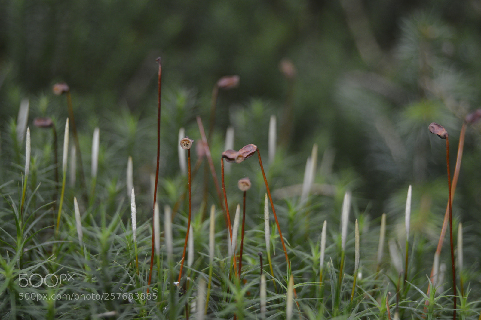 Nikon D3200 sample photo. Skøn natur photography
